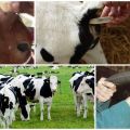 Normal calf and cow body temperature and reasons for the increase