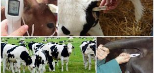 Normálne teploty tela a teľaťa a príčiny zvýšenia