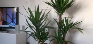14 beliebte Yucca-Sorten mit Beschreibungen und Merkmalen