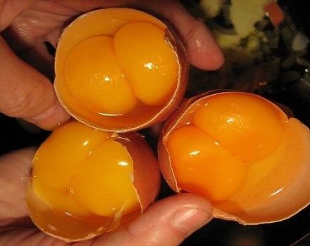 Những con gà nào có thể đẻ trứng hai lòng đỏ, lý do và cách giải quyết vấn đề