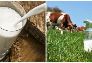 Warum die Kuhmilchleistung abnahm und die Gründe für den starken Rückgang der Milch, was zu tun ist