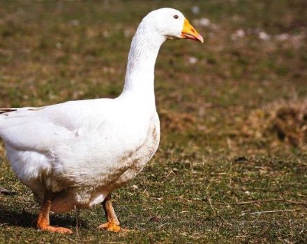 Beschreibung und Eigenschaften der Gänse der Baschkirischen Rasse, Regeln für ihre Zucht