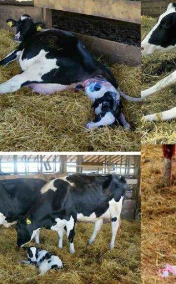 Birth and care of twins calves and how to understand that there will be twins