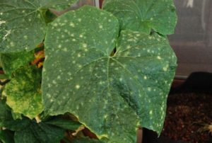 What to do if holes appear on the leaves of cucumbers