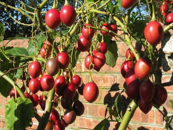 tomate tamarilo