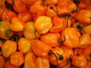 Funktioner og hemmeligheder ved at dyrke Habanero-peber derhjemme