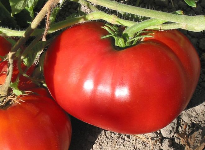Leckere Tomate