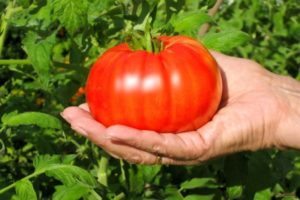 Описание на сорта домат Beefsteak и неговите основни характеристики