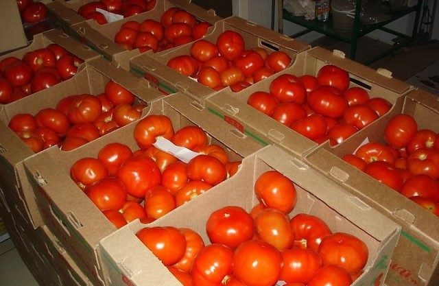 реколтата от домати