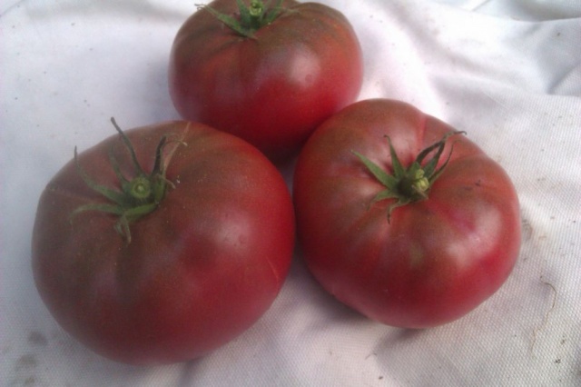 Aussehen des schwarzen Elefanten der Tomate