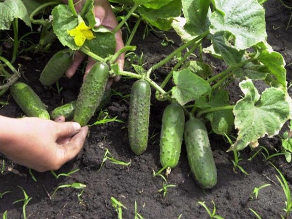 chăm sóc dưa chuột