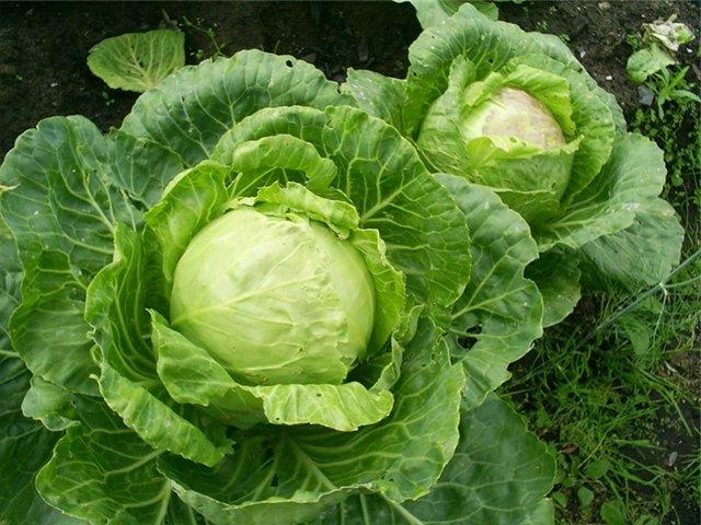 купус у башти