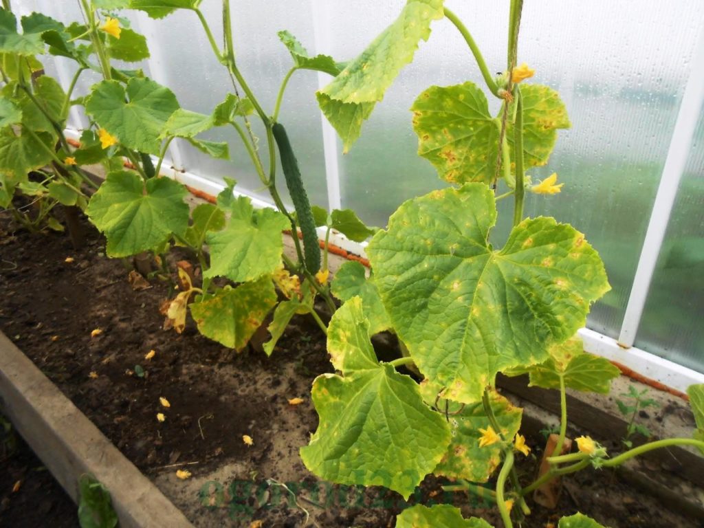 peronosporosi a les fulles de cogombre