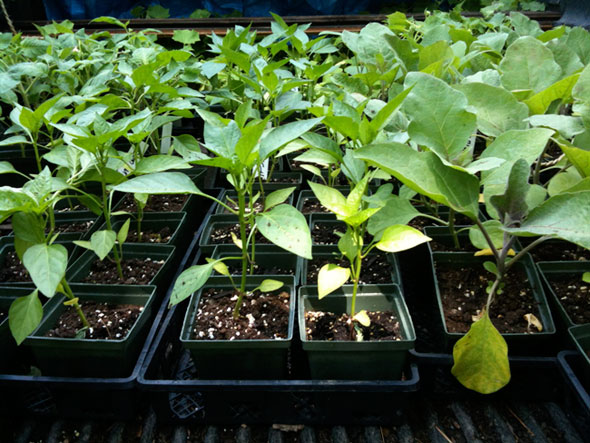 plants de poivre