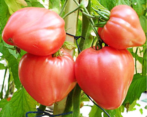 appearance of tomato bovine heart