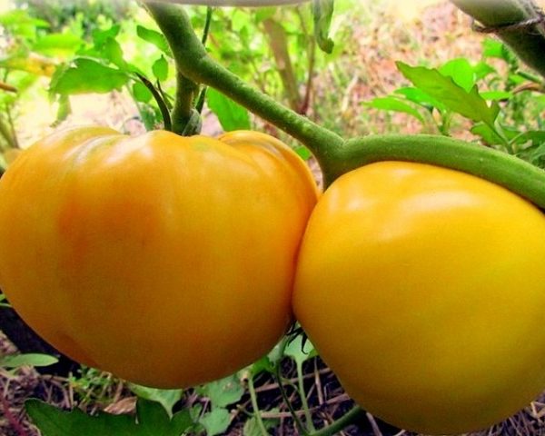 Tomaten-Zitronen-Riese im Garten