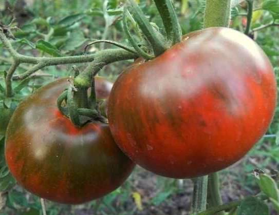 tomatsvart prins i hagen