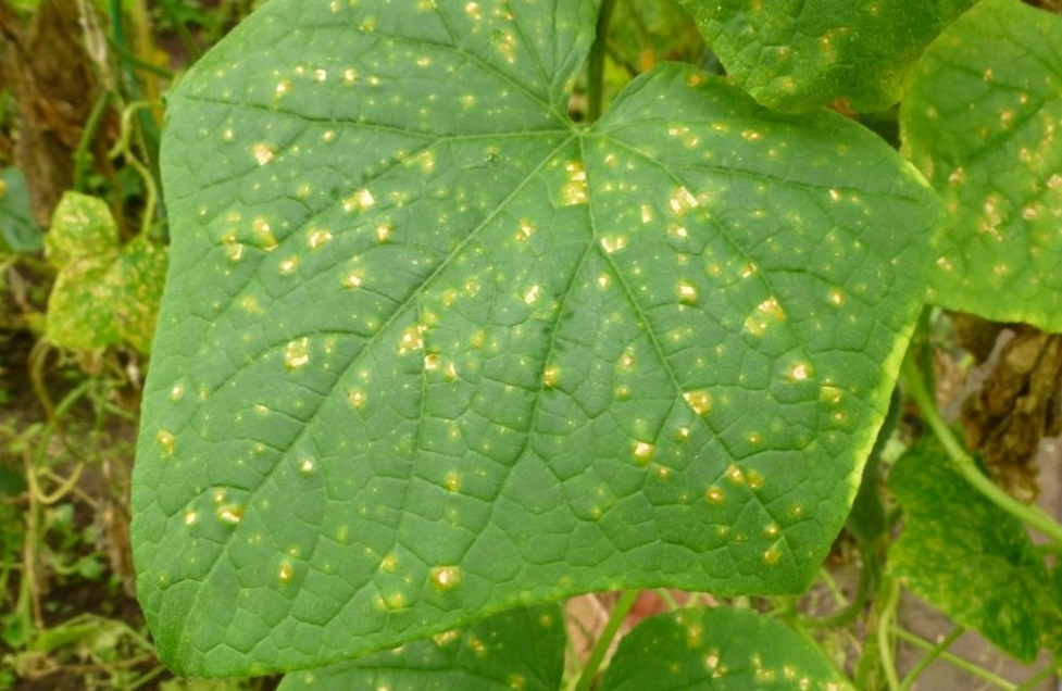 aparició de cogombre peronospora