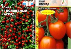 Características e descrição da variedade de tomate Cascade, seu rendimento
