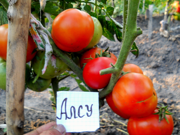 auchou Tomate im Garten
