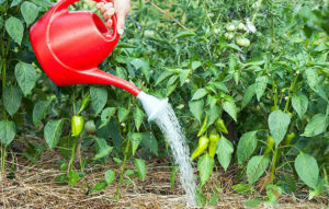 Est-il possible de vaporiser du poivre avec de l'acide borique pour un ovaire et comment préparer une solution