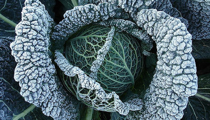 reifer Kohl