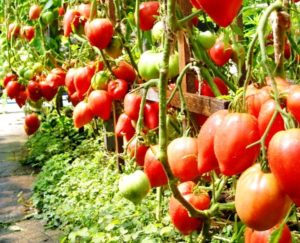 Domates çeşidinin özellikleri ve tanımı Yeryüzü mucizesi, verimi ve ekimi