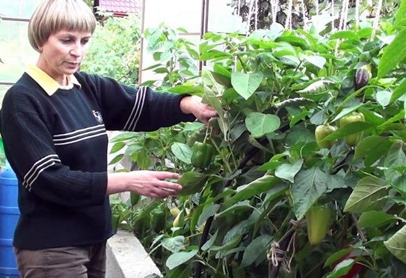 cuidado de pimenta