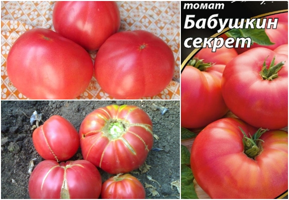das Erscheinen des Geheimnisses einer Tomatengroßmutter
