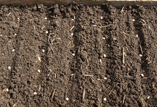 sowing seeds