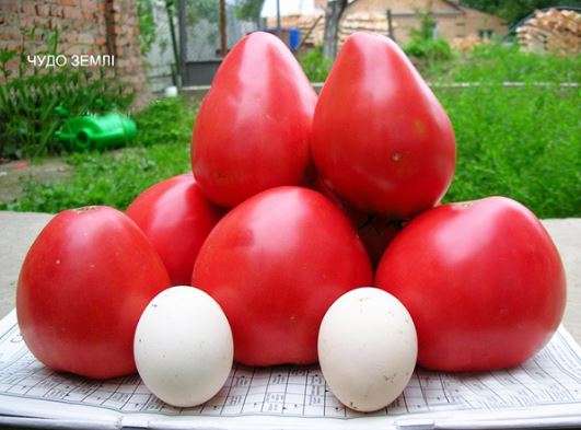 Wunderlandtomaten werden mit Eiern verglichen