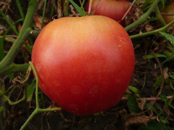 Pfütze im Garten