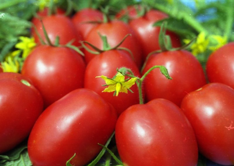 tomates à la crème