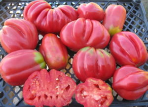 Characteristics and care features of the American ribbed tomato