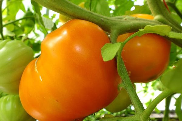 yellow tomatoes bovine heart