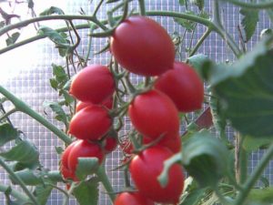 Характеристики и описание на сорта домат Cherry Ira, неговият добив