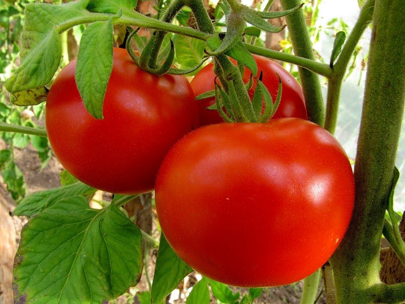 blizzard tomato