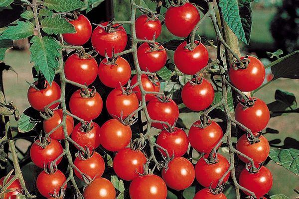 tomato variety