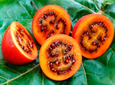 fruto da árvore de tomate