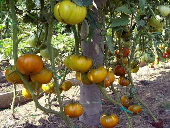 Tomatenbüsche Malachit Box