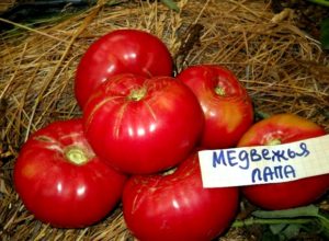 Характеристики и описание на сорта домат Мечова лапа, нейният добив