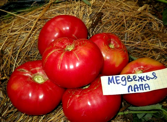 поява на лапа от домати мечка