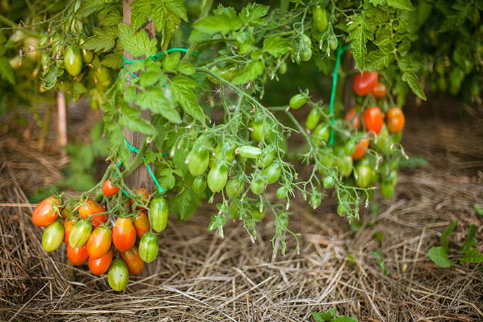 tomato butterfly