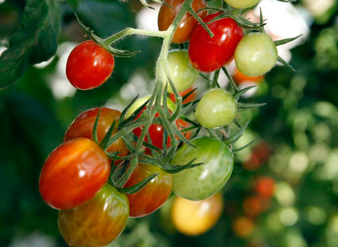 tomate mini estrela