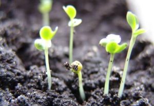 Warum Kohl im Garten herausgezogen wird und was getan werden muss