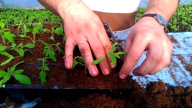 cuidado de tomate