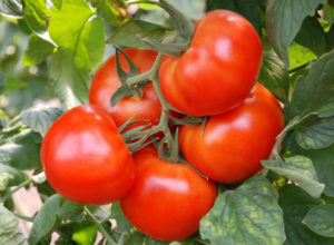 Eigenschaften und Beschreibung der Tomatensorte Andromeda, deren Ertrag