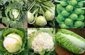 Које су сорте купуса са именима и описима