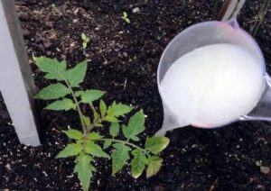 Hva og når er det bedre å mate tomatplanter slik at de er lubben
