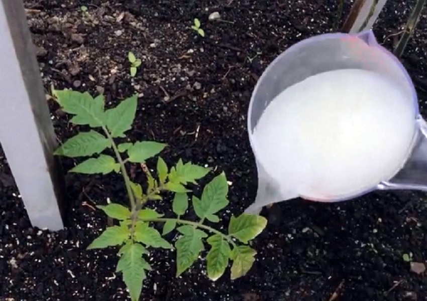 Tomatensämlinge werden gefüttert